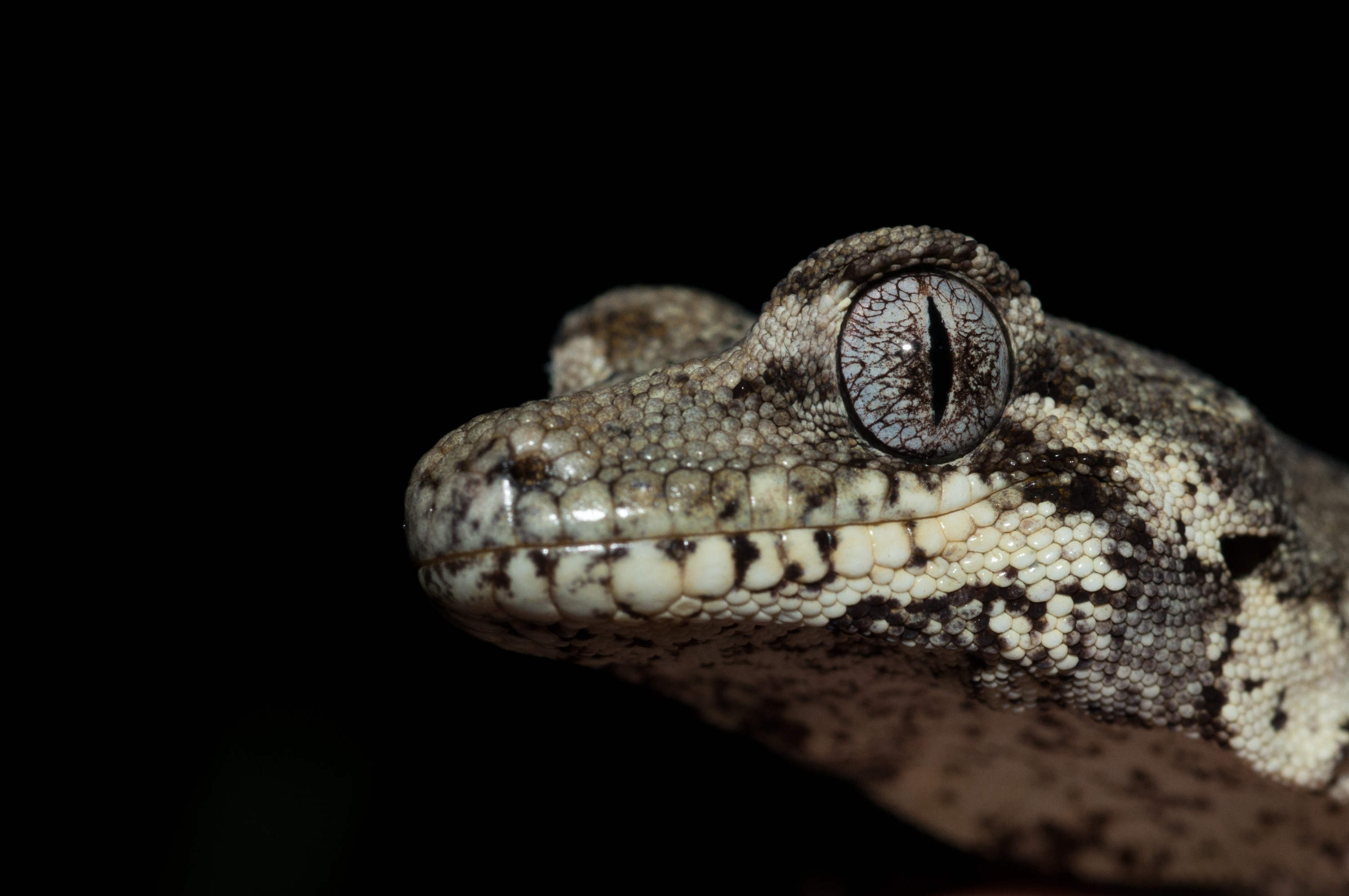 _IRM4033 – forest, gecko, Hoplodactylus, granulatus, lizard, home, irene, nov16, reptile, cold, blood, new, new zealand, zealand, nz